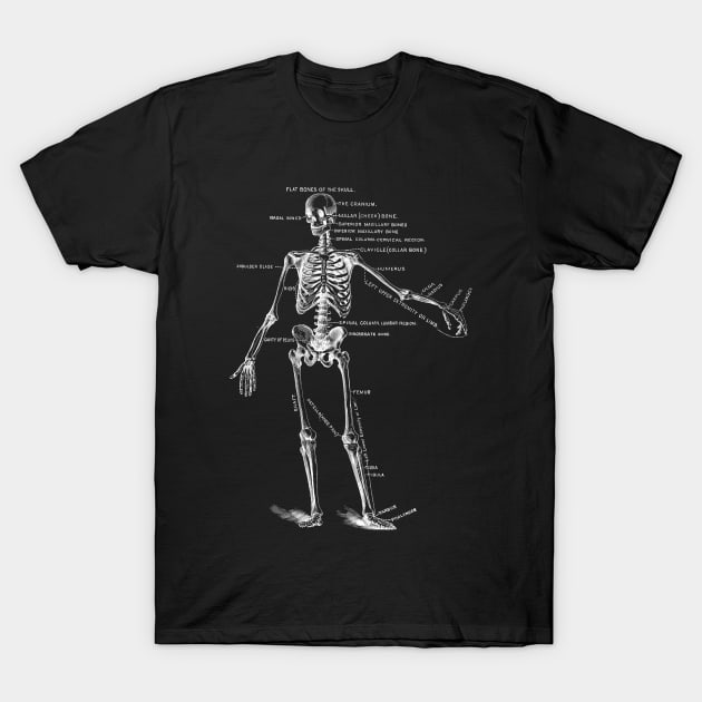 Anatomy Sketch Skeleton, Vintage Anatomy Bones T-Shirt by Jas-Kei Designs